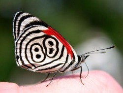 Sweet Sixteen (Anna’s Eighty-Eight, a butterfly found in Central