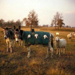 awwww-cute: Mule nannies are used in Italy when grazing animals