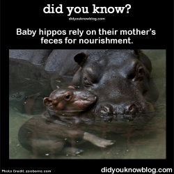 scrapes:  did-you-kno:  Baby hippos rely on their mother’s