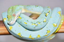 sabletsnakes:  GTP named Zeus from Brian Collins