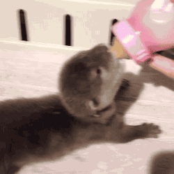 gifsboom:  Baby otter. [video] @_wildbynature(via Loopdeloops)