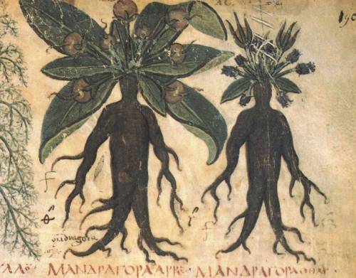 blondebrainpower:  Detail of Mandrake, from the Naples Dioscurides,