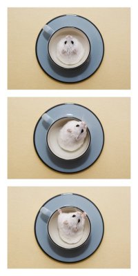 hamsters-in-cups:  Yuki in cup at different moments by terenete