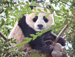 giantpandaphotos:  Xiao Liwu at the San Diego Zoo in California,