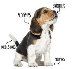 yrbff:  A very scientific puppy diagram. 