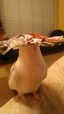 gunterthetiel:  Things I can put on Gunter’s head pt. 9 