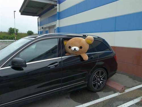 i would definitely get into a strangers car if there was a giant bear sticking out the window like that