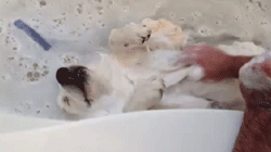 gif-giz:  Arabamin Modeli 