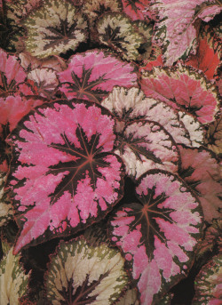 plant-scans:The Wonderful World of Indoor Plants, Ann Bonar,