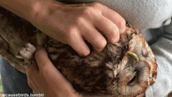 becausebirds:  pet the nice kitty  omg happy owl cat owo