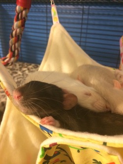 rattie-lover16:  All 5 rats all piled up in one hammock. Safe