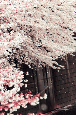 milkpeu:   Sakura Falling (by mrhayata)  