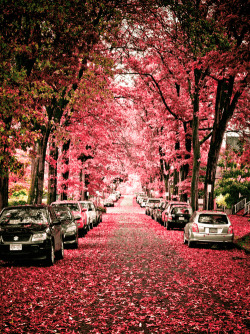 Efímera Belleza