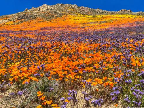amazinglybeautifulphotography:  Eastern Sierra Wildflower Super