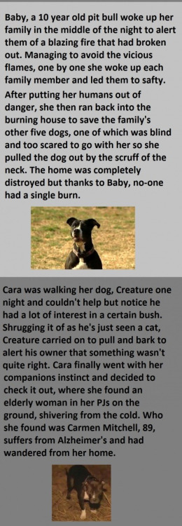 enscenic:  waluwadjet:  alayshalifts:  faintedincoils:  cruelbl00m:  cookiexslut:  I’m such a sap I teared up so hard while reading this. Pits don’t deserve the mistreatment they get, they’re such sweet babies.  My sweet babe wouldn’t ever hurt