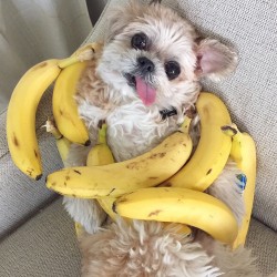 healthyvibesatl:  marniethedog:I got u bananas  xx