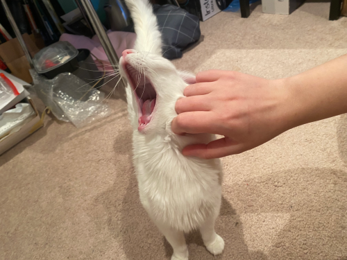 littlebeastblog:pangur-and-grim:  I cherish the creature   I