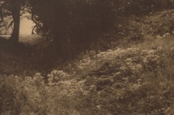 dame-de-pique:Ernst Gottfried Hausamann  - Blumige Wiese, 1909