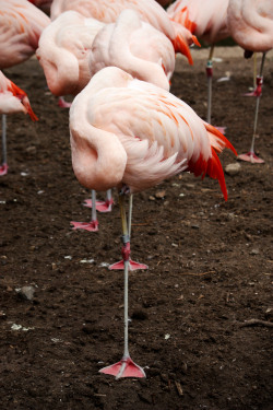 thepermanentrecord:  8 June 2013: flamingo flock 