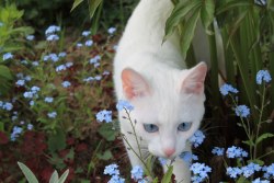 lilkittenbrat:  WHY IS THIS CAT PRETTIER THAN ME