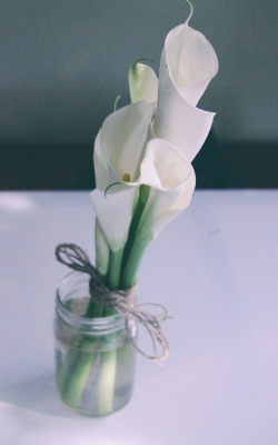 jusphoto:  Calla lillies