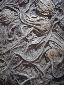 ronbeckdesigns:  Fossilized Crinoids by golanlevin on Flickr 