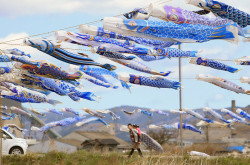 fotojournalismus:  Some 370 blue-coloured carp streamers fly
