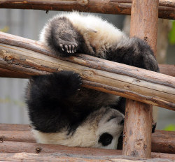 giantpandaphotos:  © Clare Kendall. 