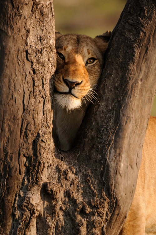 heaven-ly-mind:lion