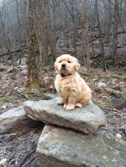 goldenretrieverclub:dynastylnoire:awwww-cute:  Puppy’s First