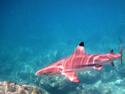 jrhof: robeblr:  Pink lemonade shark is POPPIN   That’s cloaca