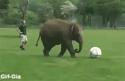 gif-giz:  http://gif-giz.tumblr.com/ 