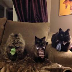 cuteanimalspics:  My friends mom got their cats all ties today