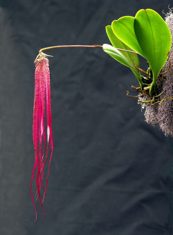 alicepouliou1:  bulbophyllum plumatum by Mikaels orchids on Flickr.
