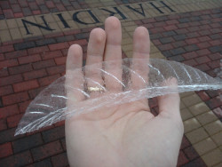 avocavo: stunningpicture:  Pulled a layer of ice off a leaf 