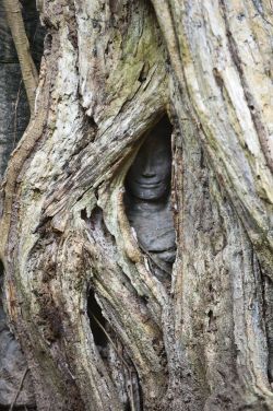 sixpenceee:  This tree is slowly engulfing a stone statue. Angkor