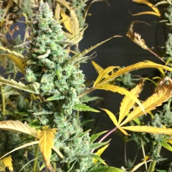 volkof505:  Jack Herer!