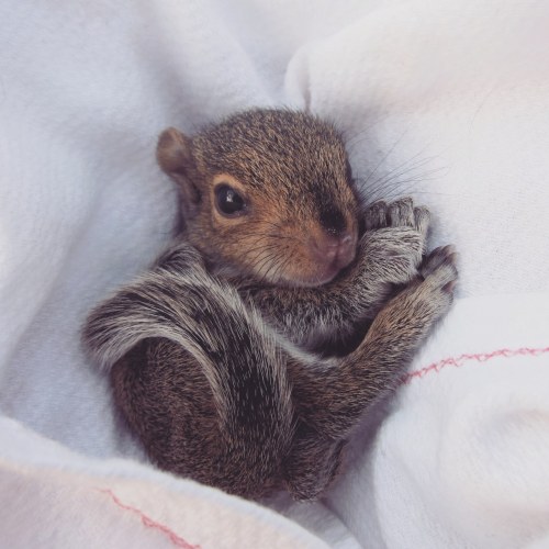 babyanimalgifs:  This is Cardboard The Squirrel.He has opened