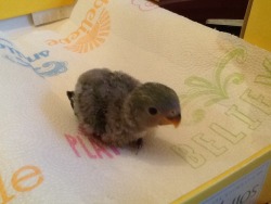 importantbirds:   it is! small bab birb, making the small noise,