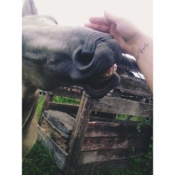 #horse #love #tattoo 💞