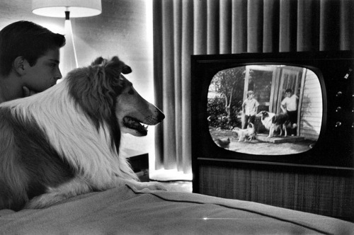 Lassie (en fait, le fils de la chienne Lassie) et l'acteur Tommy