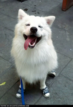aplacetolovedogs:  This is Sly a Japanese Spitz from Thailand,
