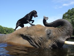 mrssrobinson:  Bubbles, a 32 year old African elephant, plays