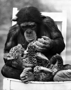 Ian Tyas -  A chimpanzee feeding a leopard cub at Southam Park