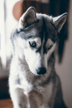 plasmatics-life:  Luna by Amber Mills | (Website)