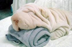 3utthole:  awwww-cute:  Excuse me towels, did you see my dog?