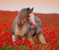 thedeadofflandersfields:  Smerf in the poppies field for Remembrance