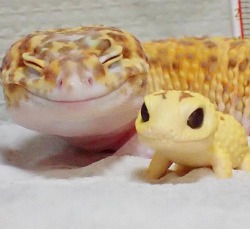 babyanimalgifs:Look how happy this gecko is with his little gecko