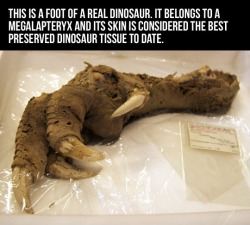 shockabsorbant: nossidami:  This is a real dinosaur foot.   It