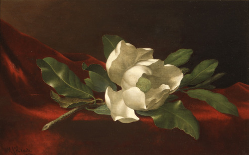 slam-american:  Magnolia, Martin Johnson Heade, c.1885–95,